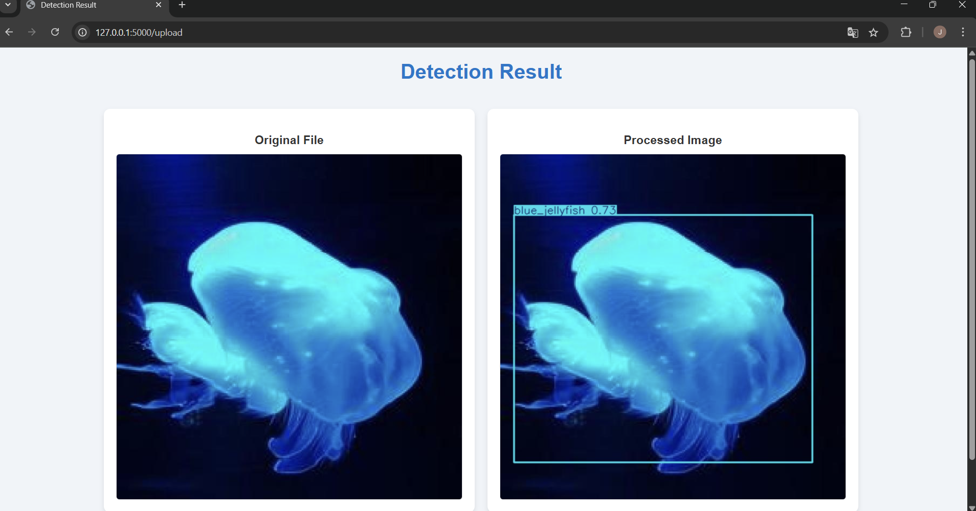 Jellyfish detection project